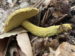 Retiboletus ornatipes