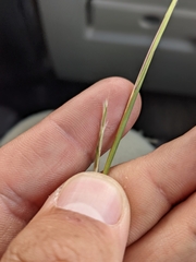 Schizachyrium scoparium