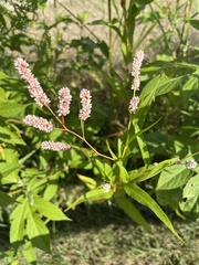 Persicaria lapathifolia