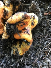 Hypomyces lactifluorum