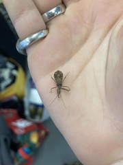 Acholla multispinosa