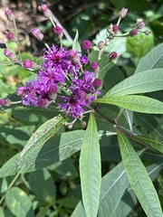 Vernonia gigantea