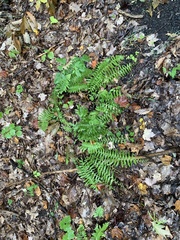Polystichum acrostichoides