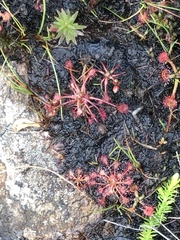 Drosera intermedia