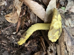 Retiboletus ornatipes
