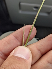 Schizachyrium scoparium