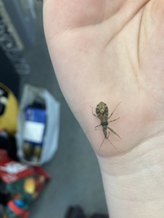 Acholla multispinosa