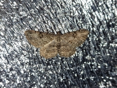 Peribatodes rhomboidaria