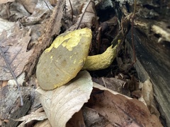 Retiboletus ornatipes