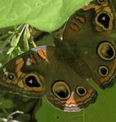 Junonia grisea
