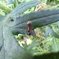 Camponotus chromaiodes