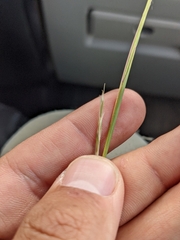 Schizachyrium scoparium