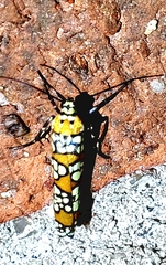 Atteva aurea
