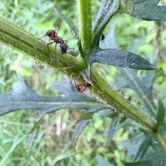 Camponotus chromaiodes