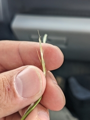 Schizachyrium scoparium