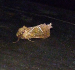 Triodia sylvina