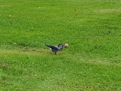 Nucifraga caryocatactes