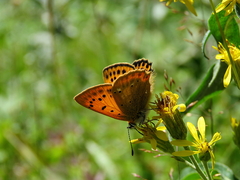 Lycaena virgaureae