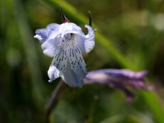 Gladiolus gracilis