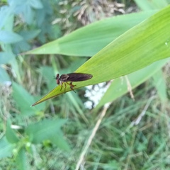 Holcocephala