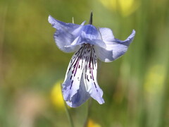 Gladiolus gracilis