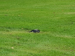 Nucifraga caryocatactes