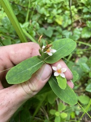 Hypericum virginicum
