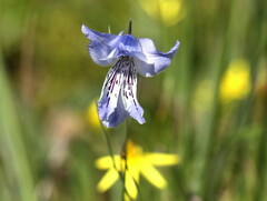 Gladiolus gracilis