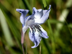 Gladiolus gracilis