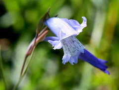 Gladiolus gracilis