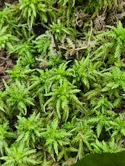 Sphagnum palustre