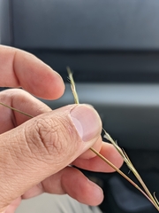 Schizachyrium scoparium