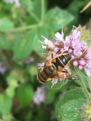 Eristalis pertinax