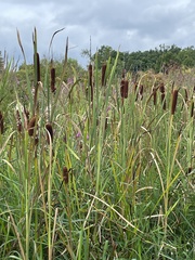 Typha