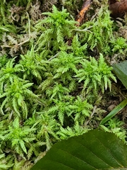 Sphagnum palustre