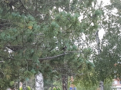 Nucifraga caryocatactes