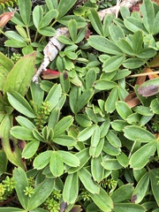 Sibbaldiopsis