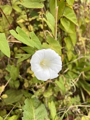 Calystegia