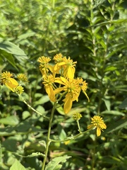 Verbesina alternifolia