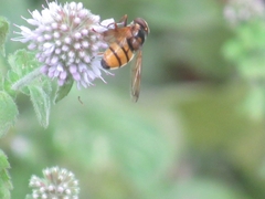 Volucella inanis