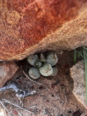 Bulbine mesembryanthemoides