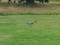 Nucifraga caryocatactes