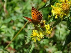 Lycaena virgaureae