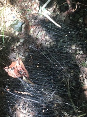 Frontinella pyramitela