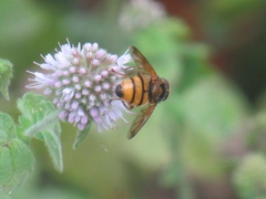 Volucella inanis