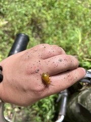 Monocesta coryli