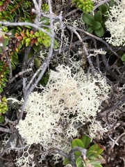 Cladonia rangiferina