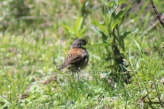 Junco phaeonotus