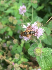 Eristalis pertinax