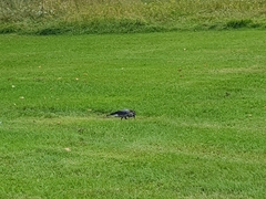 Nucifraga caryocatactes